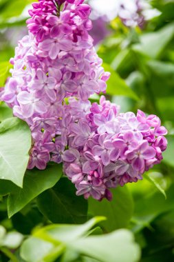 İlkbaharda leylak açar