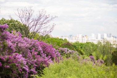 Kiev 'deki botanik bahçesinde çiçek açan leylaklar