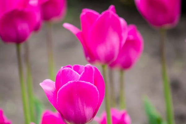 Tulipanes Jardín Cerca Casa Primavera — Foto de Stock