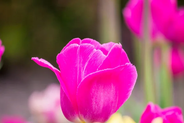 Tulipanes Jardín Cerca Casa Primavera — Foto de Stock