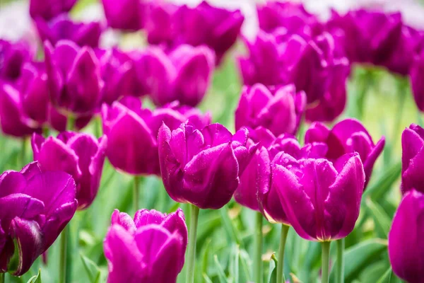 Tulipanes Violetas Después Lluvia Primer Plano — Foto de Stock