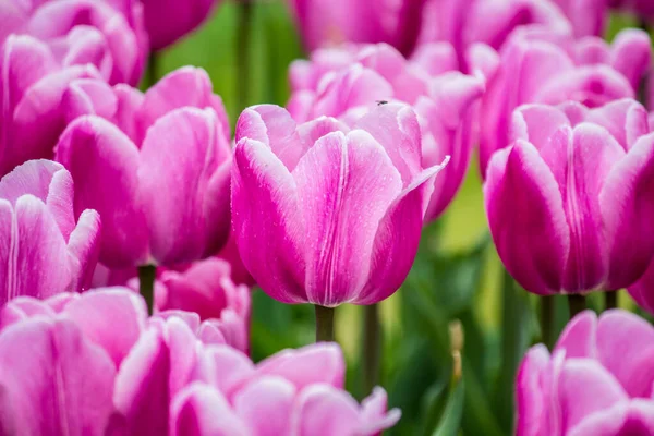 Tulipanes Violeta Rojos Después Lluvia Primer Plano — Foto de Stock