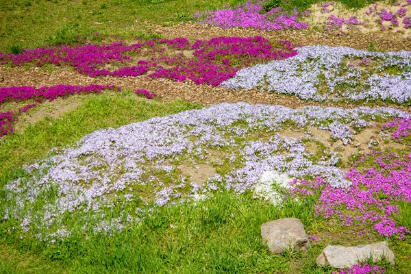 Phlox Subulata Ogrodzie Łóżko — Zdjęcie stockowe