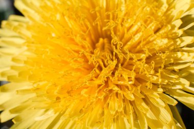 Karahindiba cilt bakımı sarı makro