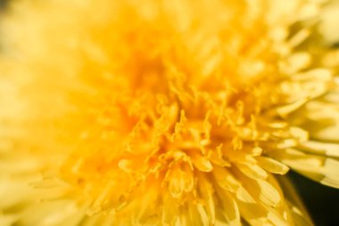 Karahindiba cilt bakımı sarı makro