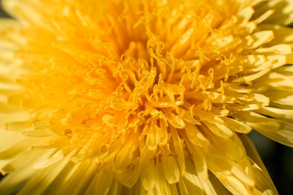 Inflorescência Dente Leão Macro Amarelo — Fotografia de Stock