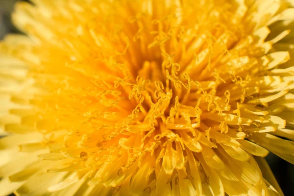 Inflorescência Dente Leão Macro Amarelo — Fotografia de Stock