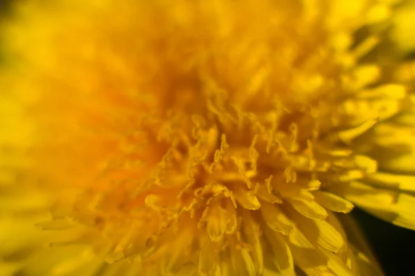 Inflorescência Dente Leão Macro Amarelo — Fotografia de Stock