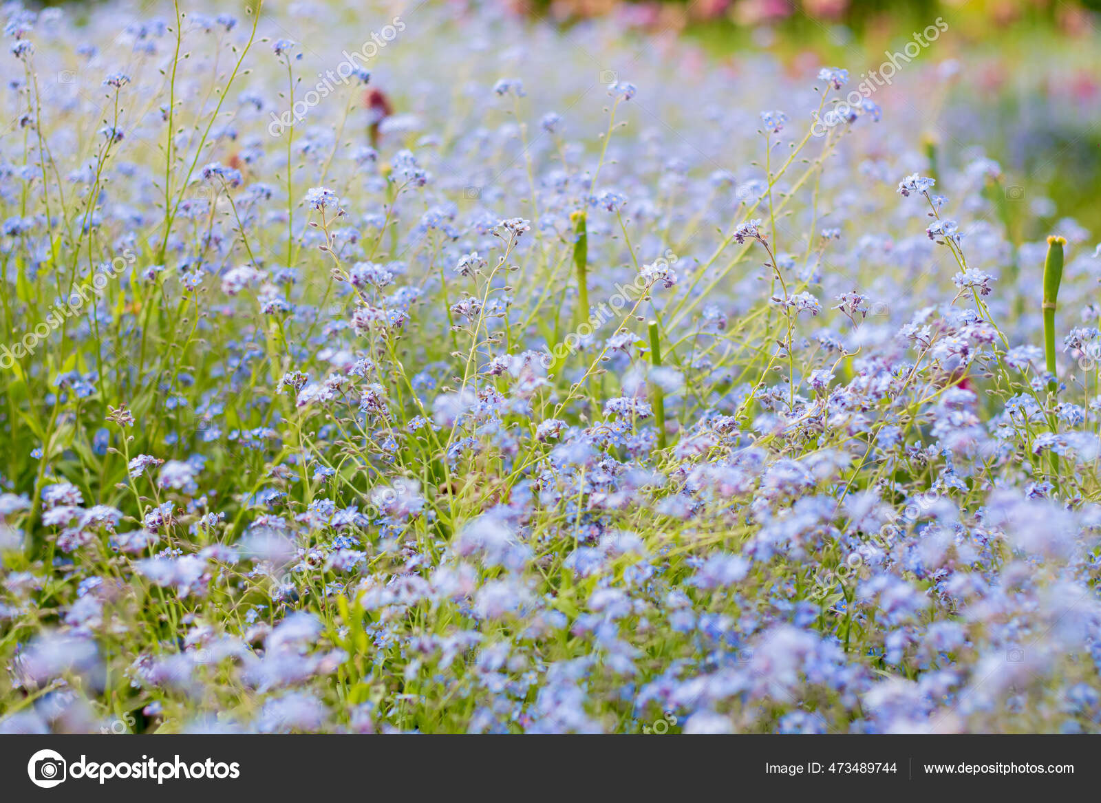 Myosotis Scorpioides Wild Field Blue Small Flowers Field Stock Photo By C