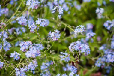 Vahşi bir tarlada Myosotis akrepleri. Tarlada küçük mavi çiçekler.