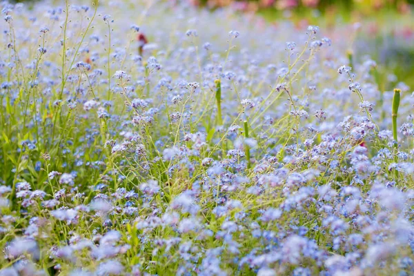 野生の畑でマイオシス スコピオイデス 畑に咲く青い小花 — ストック写真