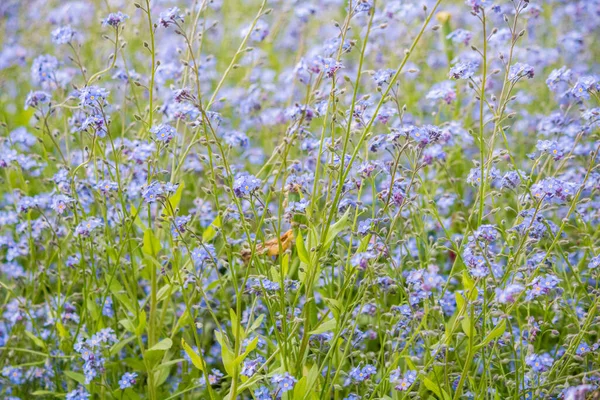野生の畑でマイオシス スコピオイデス 畑に咲く青い小花 — ストック写真