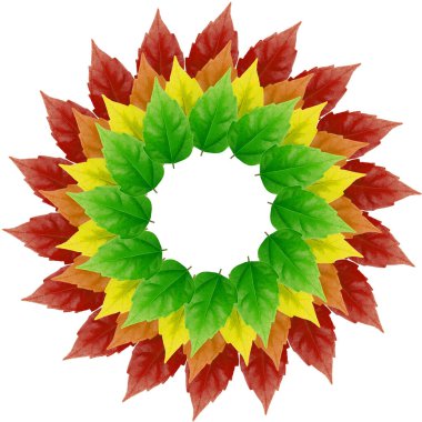 Sonbahar yaprakları beyaz bir arkaplanda daire şeklinde dizilir. Farklı renklerde yapraklar bırakır. Sonbahar.