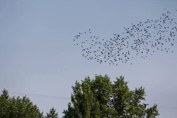 Ein Vogelschwarm Bereitet Sich Auf Die Migration Wärmere Regionen Vor — Stockfoto