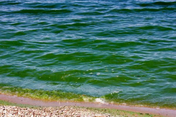 Grünes Wasser Fluss Durch Hitze Und Algenblüte — Stockfoto