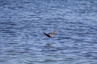 Karabatak suyun üzerinde alçaktan uçar..