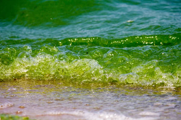 Green water in the river due to heat and algae bloom