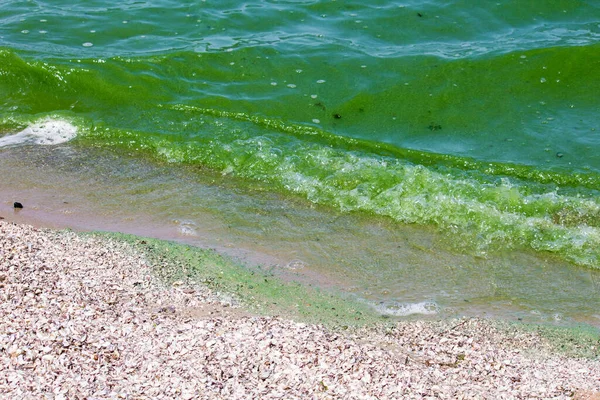 Πράσινο Νερό Στο Ποτάμι Λόγω Θερμότητας Και Άλγης Ανθίζουν — Φωτογραφία Αρχείου