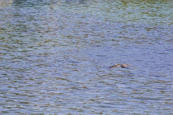 Cormorán Vuela Bajo Sobre Agua —  Fotos de Stock