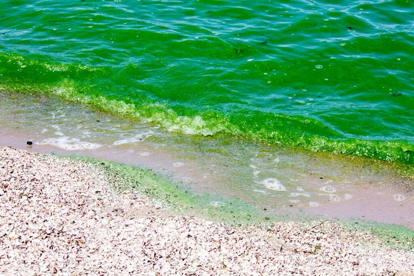 Зелена Вода Річці Через Тепло Цвітіння Водоростей — стокове фото