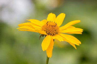 Ekinezya sarısı yazın kapanıyor.