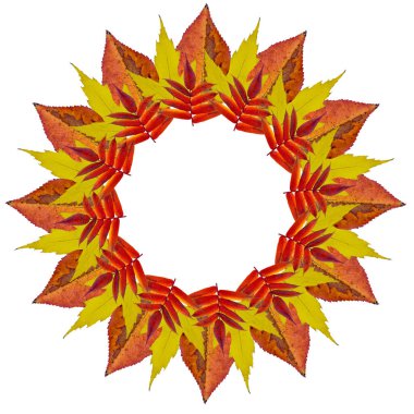 Sonbahar yaprakları daire şeklinde. Yuvarlak çerçeve. Beyaz arka planda. İzole edilmiş. Kolajdaki yaprakların fotoğrafları..