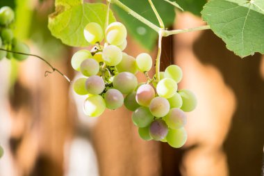 Üzüm demetleri kapatın