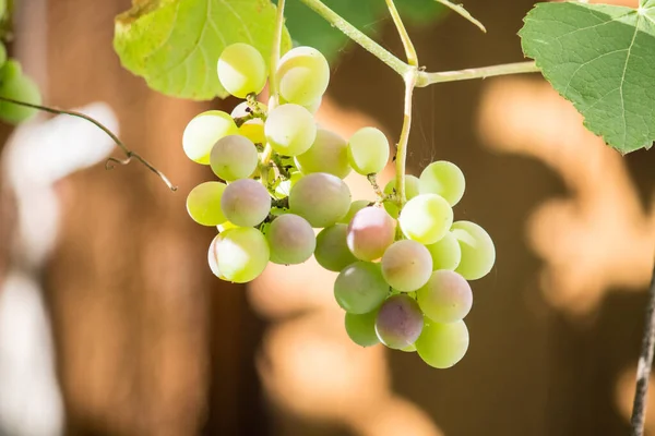 Racimos Uvas Cerca — Foto de Stock