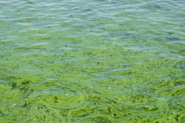 Çevre felaketi. Isı ve alglerin açması nedeniyle nehirde yeşil su var..