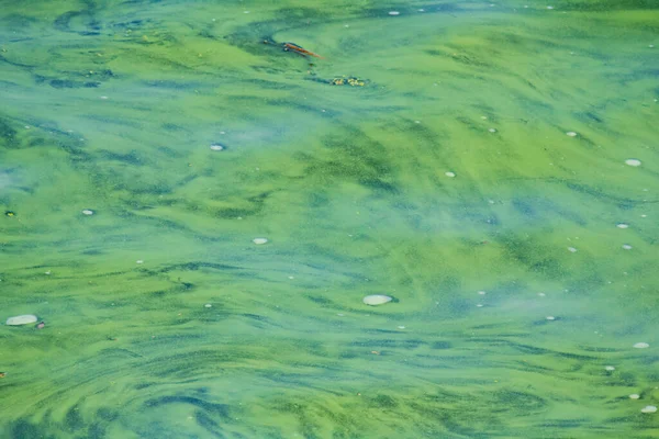 Desastre Ambiental Água Verde Rio Devido Calor Proliferação Algas — Fotografia de Stock