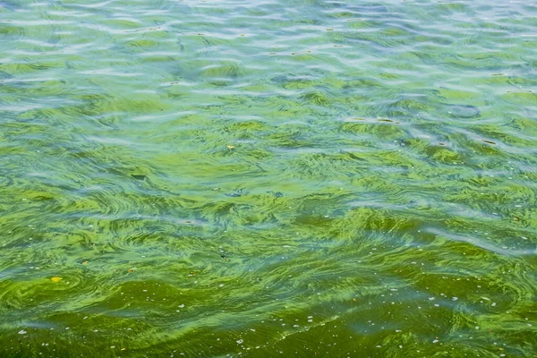 Çevre felaketi. Isı ve alglerin açması nedeniyle nehirde yeşil su var..