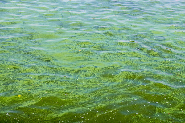 Экологическая катастрофа Зеленая вода в реке из-за жары и цветения водорослей.