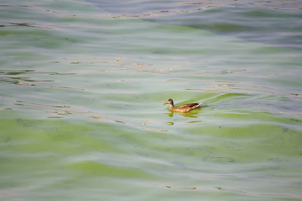 Pato Nada Agua Verde Sucia Del Dnieper Contaminación Ambiental — Foto de Stock