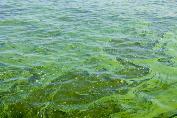 Екологічна Катастрофа Зелена Вода Річці Через Тепло Цвітіння Водоростей — стокове фото