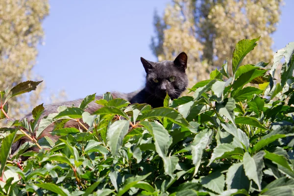 Gattino nero da vicino — Foto Stock