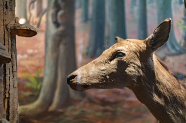 Exhibits at the Slovak National Museum in Bratislava