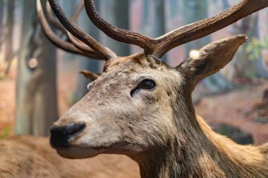 Exhibits at the Slovak National Museum in Bratislava