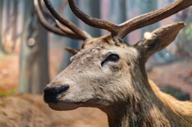 Exhibits at the Slovak National Museum in Bratislava
