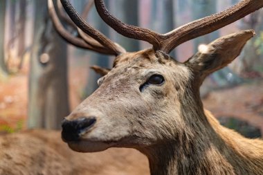 Exhibits at the Slovak National Museum in Bratislava