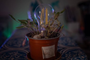 Solmuş bir saksının üzerinde sönmüş bir lamba yatıyor.