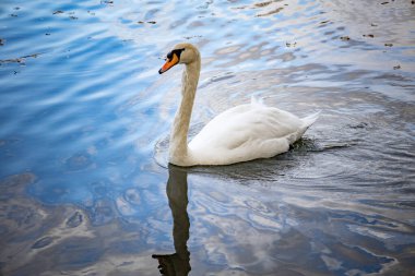 Beyaz bir kuğu nehir boyunca yüzer.