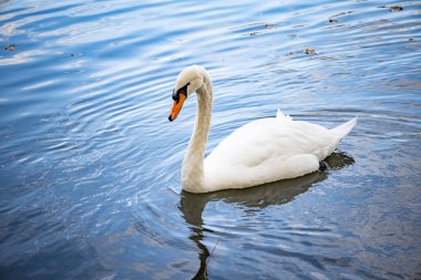 Beyaz bir kuğu nehir boyunca yüzer.