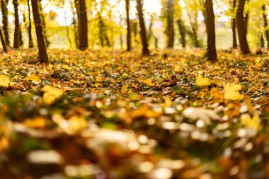 Sonbaharda yerde sarı yapraklar