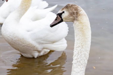 Nehir kıyısındaki kuğular yiyecek arıyor.