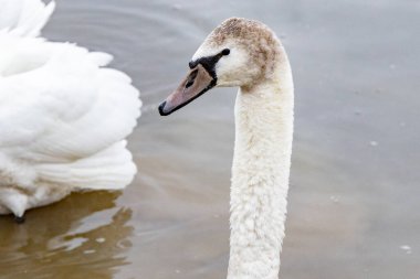 Nehir kıyısındaki kuğular yiyecek arıyor.