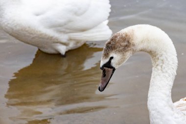 Nehir kıyısındaki kuğular yiyecek arıyor.