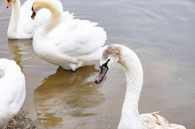 Nehir kıyısındaki kuğular yiyecek arıyor.