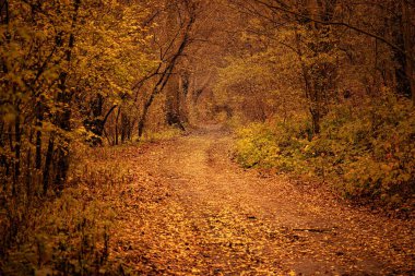 Ağaçlardaki sarı yapraklar ve ormandaki toprak