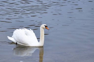 Beyaz bir kuğu yiyecek aramak için nehir boyunca yüzer..