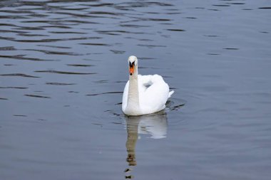 Beyaz bir kuğu yiyecek aramak için nehir boyunca yüzer..